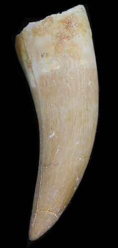 Fossil Plesiosaur Tooth - Morocco #39871